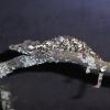 Rosette Nosed Pygmy Chameleon Photo