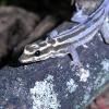 Cape Dwarf Gecko Photo
