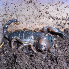 Tanzanian Red Clawed Scorpion