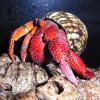 Strawberry Hermit Crab Photo