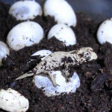 Bearded Pygmy Chameleon