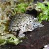 Razorback Musk Turtle Photo
