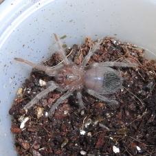Brazilian Salmon Pink Birdeater