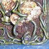 Barbados Neon Millipede Photo
