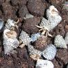Purple Clawed Hermit Crab Photo