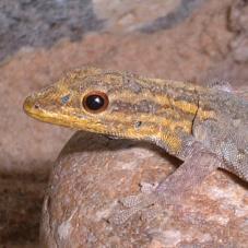 Dwarf Yellow Head Gecko