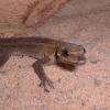 Dwarf Angulated Painted Gecko Photo