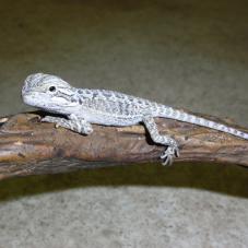 Rankins Dragon
