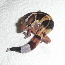 African Fat Tailed Gecko