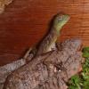 Water Dragon Photo