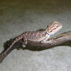 Bearded Dragon
