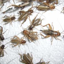 Crickets