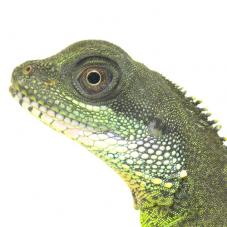 Green Water Dragon