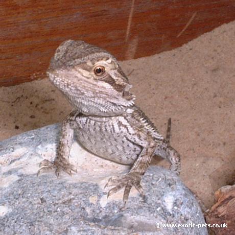 bearded dragons as pets