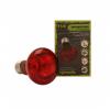 Komodo Nocturnal Red Spot Bulb Photo