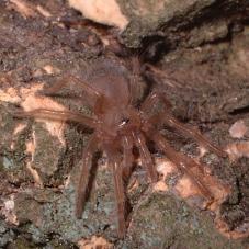 Mexican Pink Tarantula