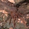 Mexican Pink Tarantula Photo