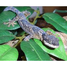 African Banded Velvet Gecko