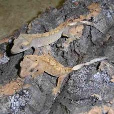 Crested Gecko