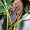 Dwarf Yellow Head Gecko Photo