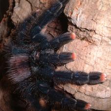 Guyana Pink Toe