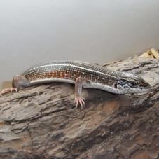 Yellow Linned Plated Lizard