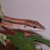Asian Long Tailed Lizard Photo