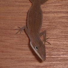 Green Anole