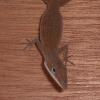 Green Anole Photo