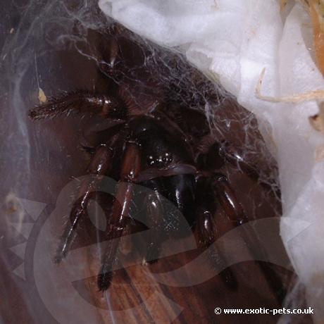 Black Trap Door Spider