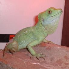 Green Basilisk