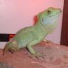 Green Basilisk Photo