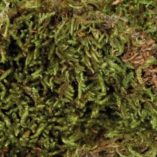 Trixie Terrarium Moss