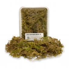 Exotic Pets Live Feather Moss