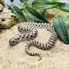 Western Hognose Snake - Normal/Wild Type het Albino (CB23) Hatchling MALE
