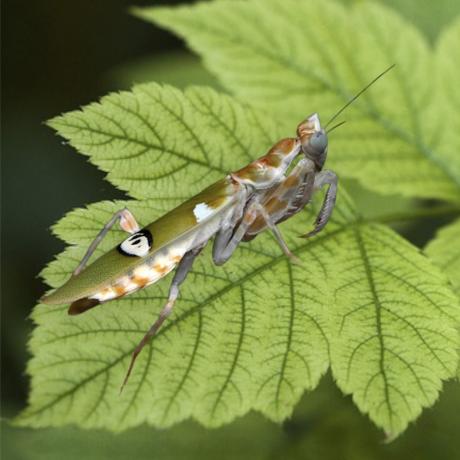 Yunnan Flower Mantis