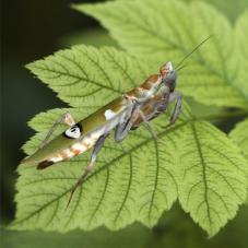 Yunnan Flower Mantis (Creobroter sp. Yunnan)