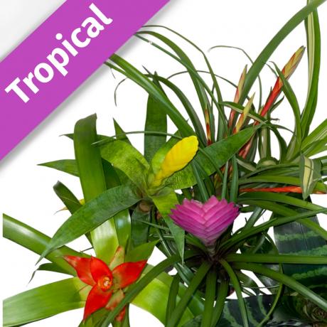 Bromeliads