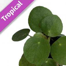 Chinese Money Plant (Pilea peperomioides)