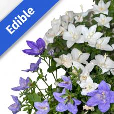 Italian Bellflower (Campanula isophylla)