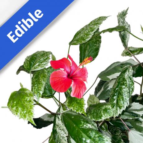 Hibiscus Plant