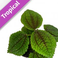 Friendship Plant (Pilea involucrata)