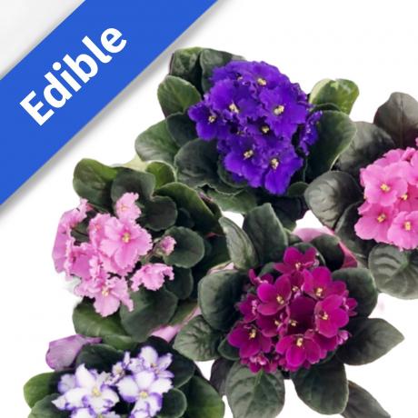 African Violet