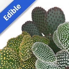 Prickly Pear (Opuntia sp.)