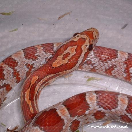 Hypo Corn Snake