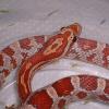 Hypo Corn Snake photo