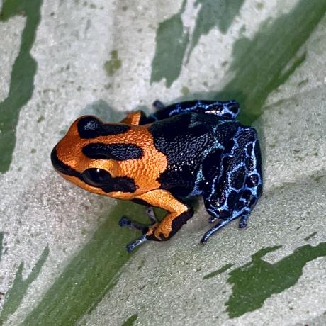 Red Headed Poison Dart Frog