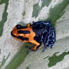 Red Headed Poison Dart Frog (Ranitomeya fantastica)