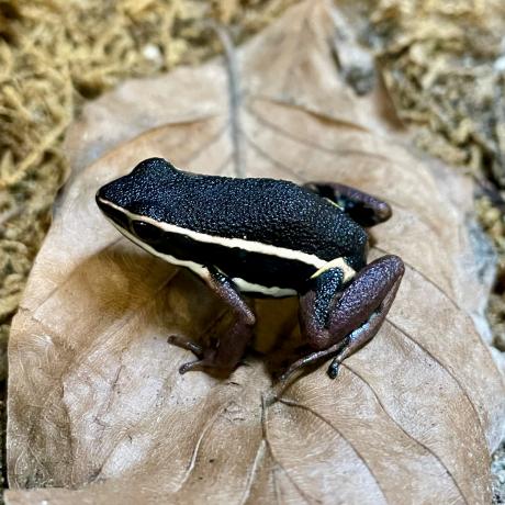 Spot Legged Poison Dart Frog