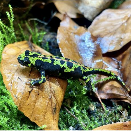Marbled Newt - Triturus marmoratus Marbled Newt - Triturus marmoratus